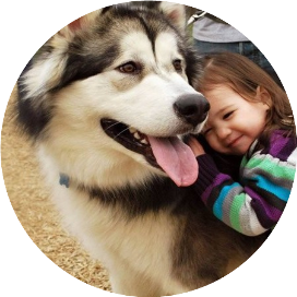 爱阿拉斯加狗狗