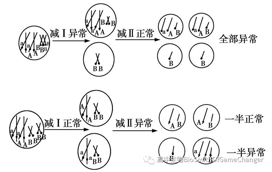 概念 (1) 以2倍体为例,在受精卵或个体中,存在某条染色体为3条的非