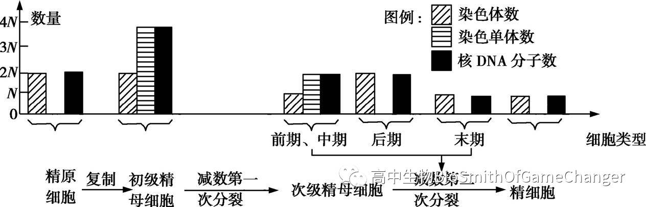 孟德尔分离定律 ;造成 dna 数目减半 染色体数目减半  十八, 同源