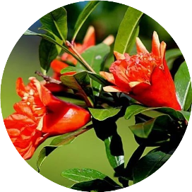 石榴花田