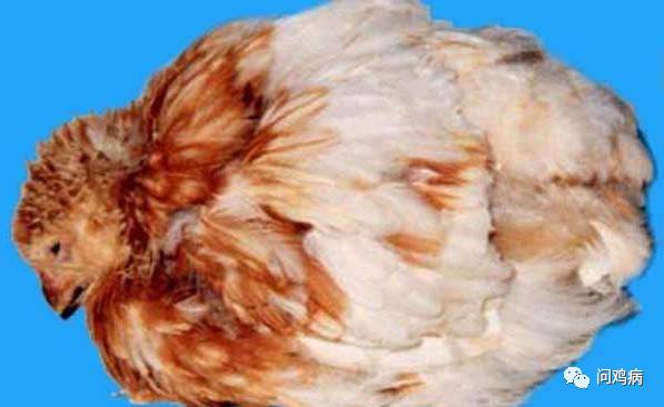 鸡传染性法氏囊的流行与防控