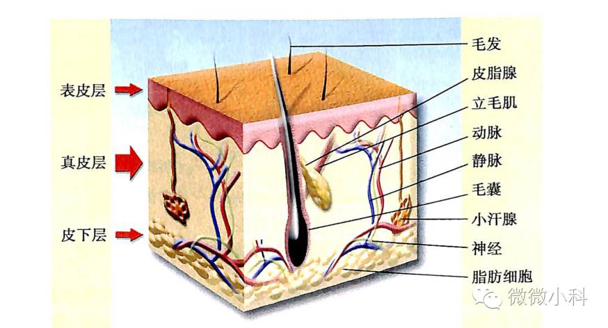 头皮深层清洁的重要性！健康头发，从头皮养护起！