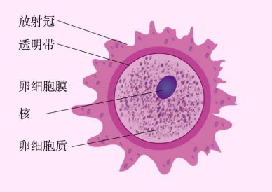 快来看看，你的卵子合格吗？