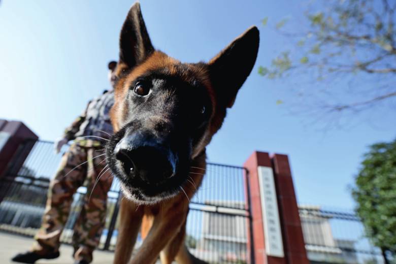 泪目!老兵带汶川英雄搜救犬一起退伍:它是我的兄弟!