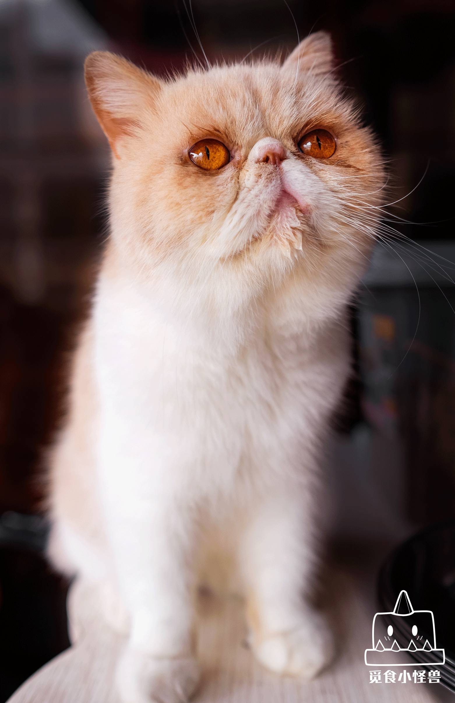 水吧和收银在室内。风吹日晒也不怕,可以在店内听听歌逗逗猫。 从店内的细节就能看出主人的用心。猫元素的靠垫和装饰,小猫抓的图案样式随处可见,木制的猫咪饰品陈列在柜台上,还有不少特意从外地特殊定制的桌椅板凳和小箱子。