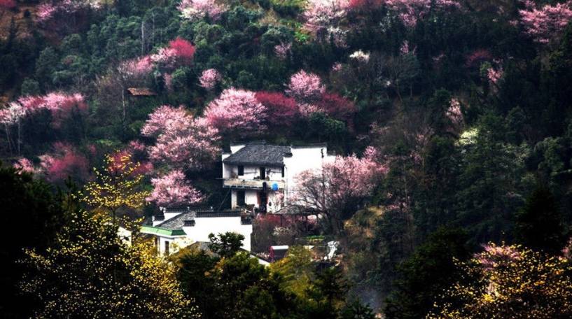 推荐地点:歙县·卖花渔村