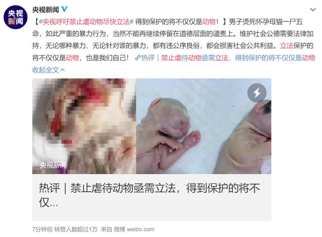 谁在阻止《反虐待动物法》立法？