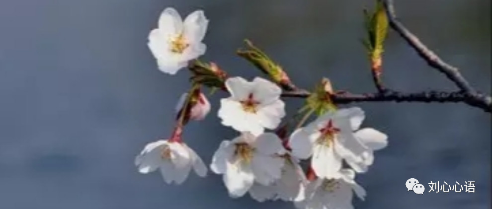 刘心心语公众号说明