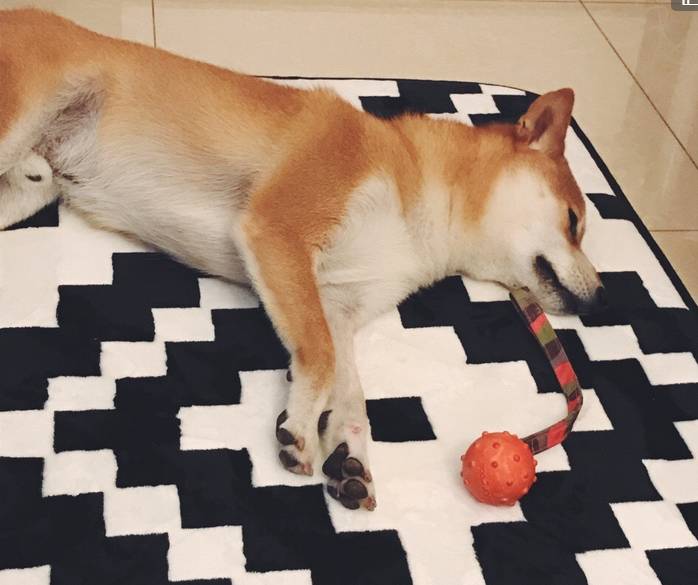 妻子怀孕卖掉丈夫的宠物狗,数月后反悔竟合伙将狗骗回-怀孕期