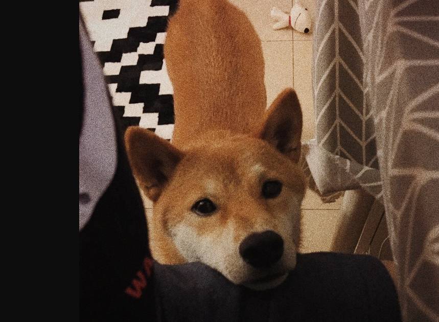 妻子怀孕卖掉丈夫的宠物狗,数月后反悔竟合伙将狗骗回-怀孕期