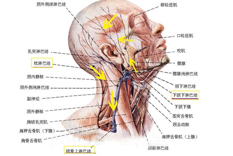 因为它并没有按摩到你脸部的淋巴