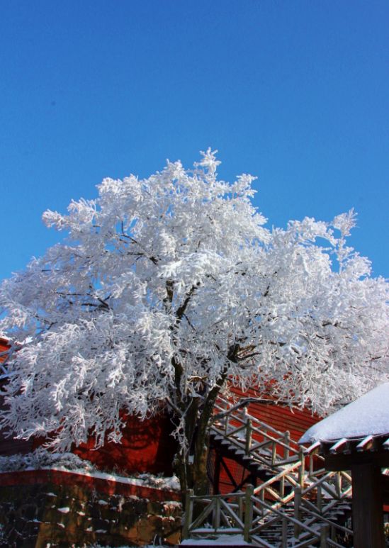 江南天池冬季雪景,之前看的可能是假雪景