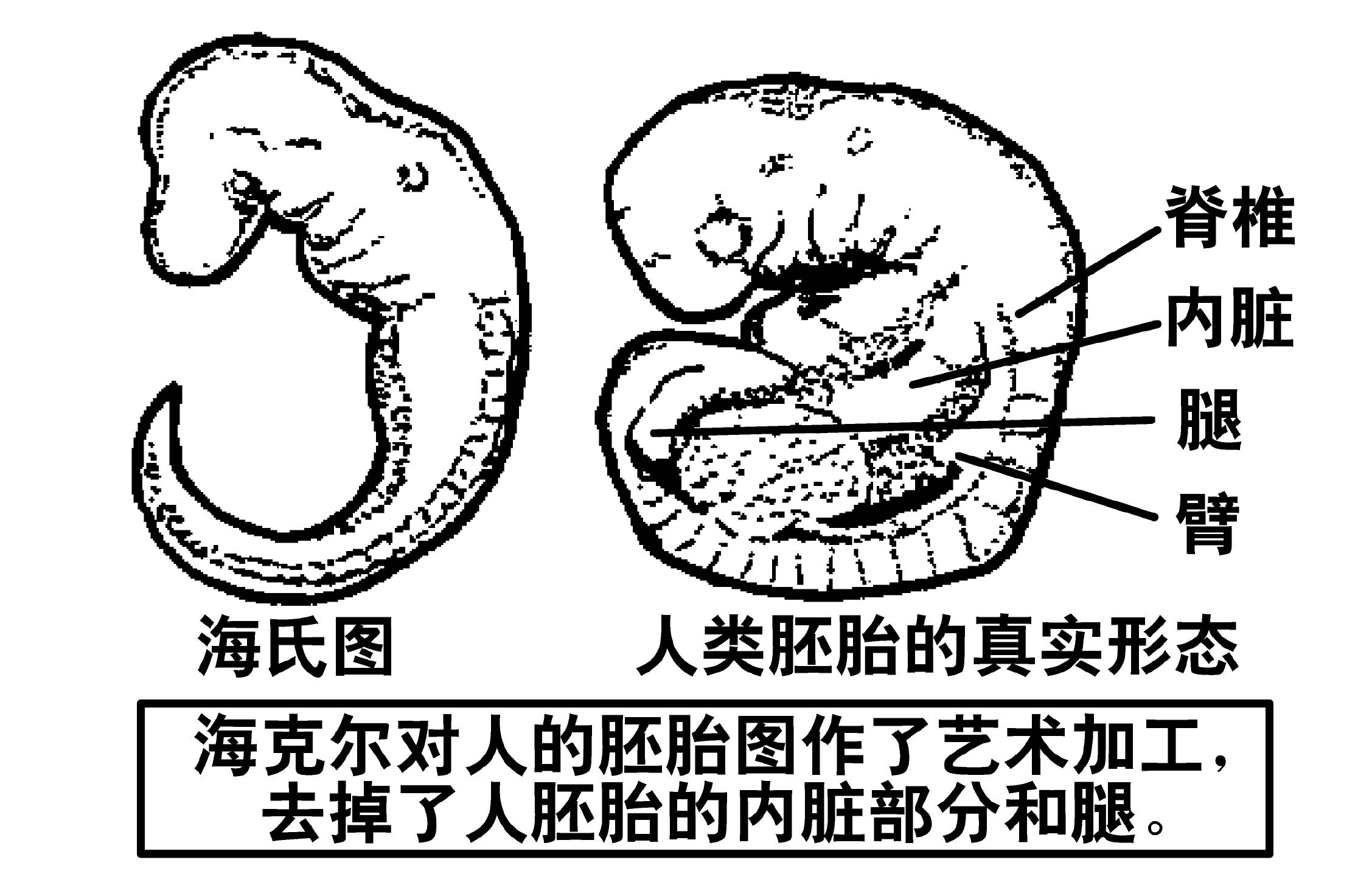 我不能接受上帝的存在我必须凭着信心接受进化论