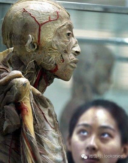 大连尸体工厂-怀孕八个月的孕妇做标本-怀孕期