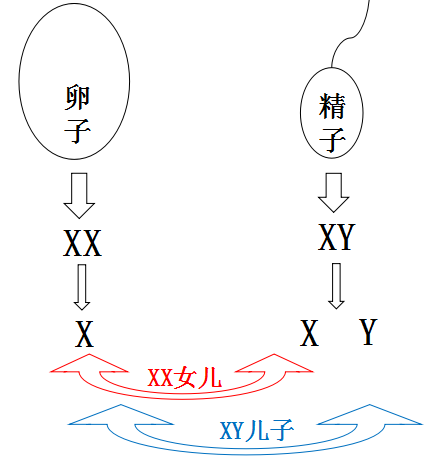 我们怀孕吧 酸儿辣女?中药调理?别闹了,100%生儿子的秘方只有这一个!-怀孕期