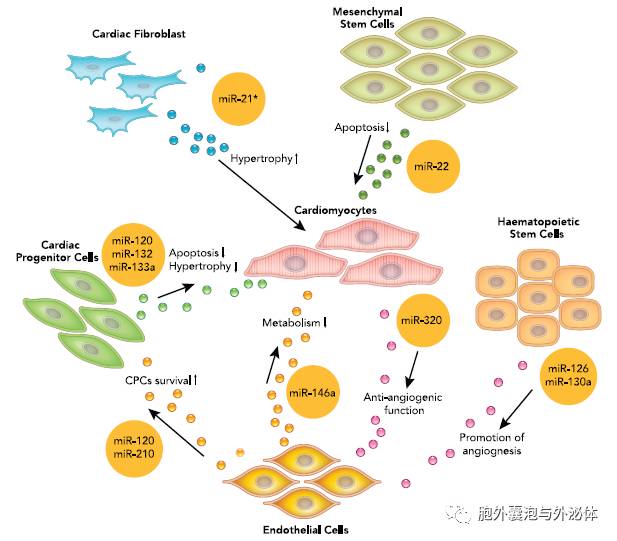 外泌体mirna在心脏疾病中的重要意义