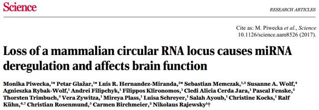 Epiview深度解读 | Science : circRNA在大脑中的潜在功能！图