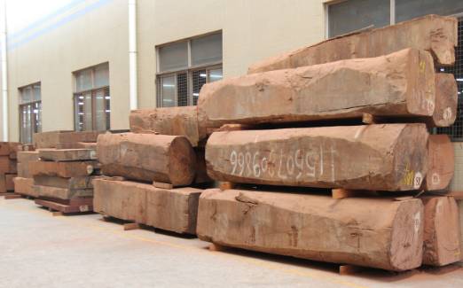 大果紫檀：认认真真生长500年！