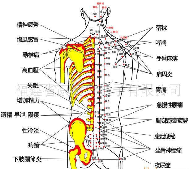 人体背部穴位图肩胛手足区——手脚发麻,膝盖酸痛,卵巢机能差,四肢