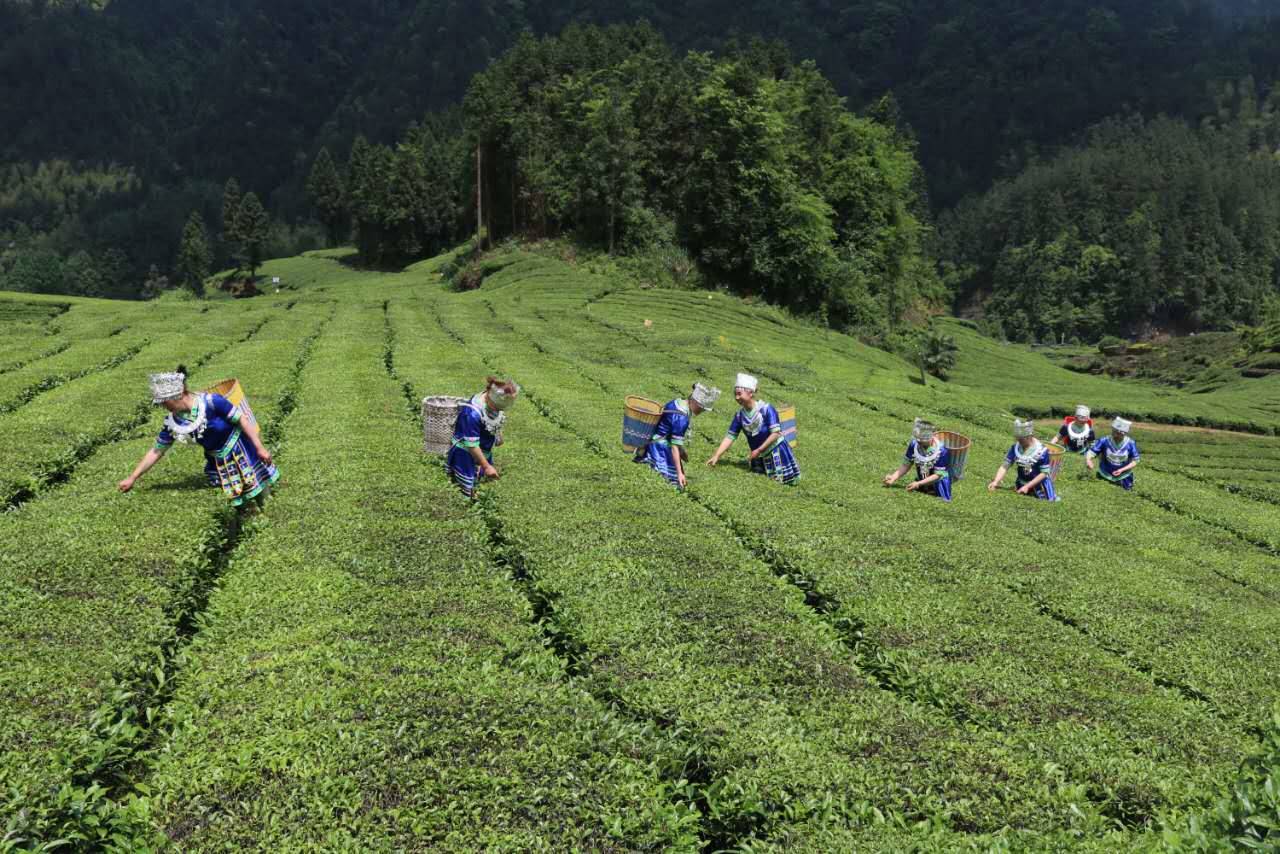 利川市毛坝镇清水村一颗孤悬恩施市的金葫芦