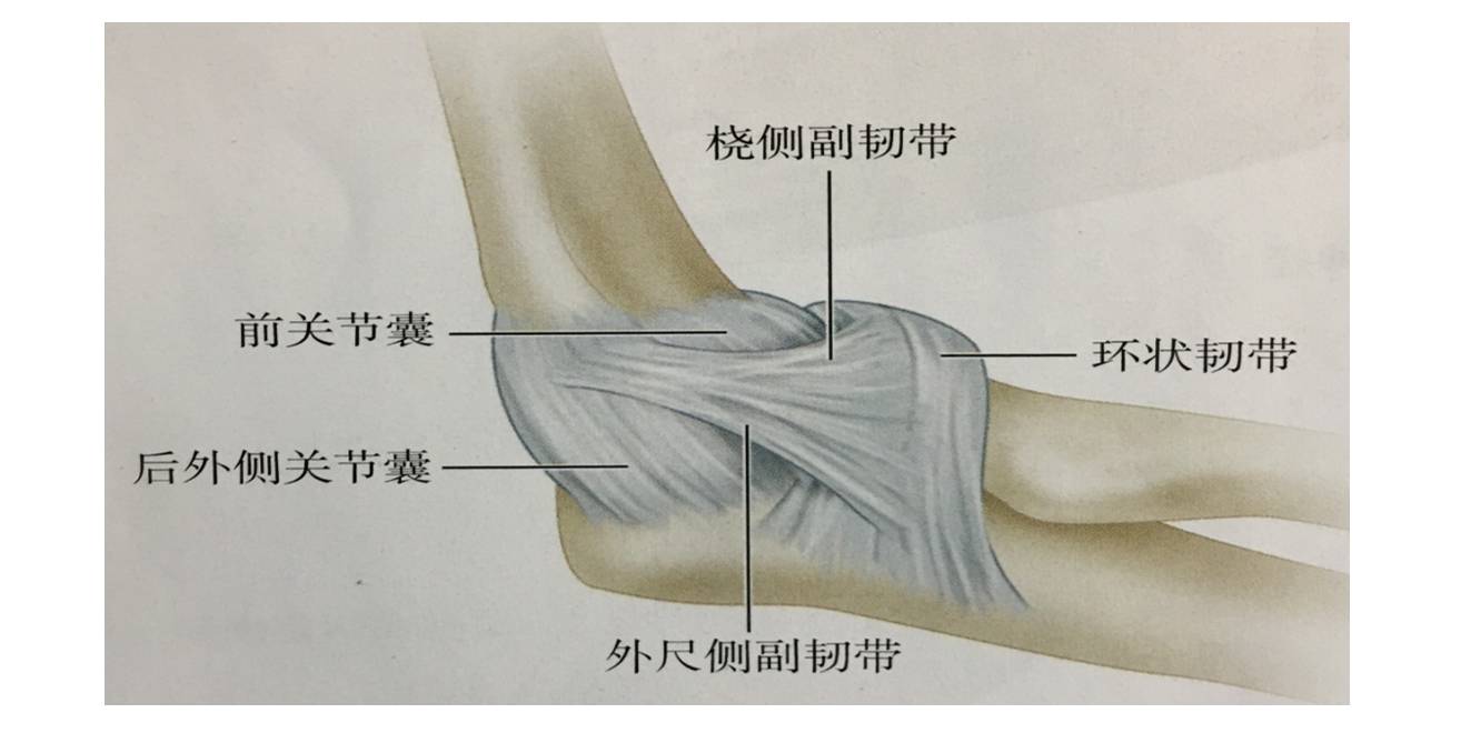 是肘关节的外侧副韧带的部分.