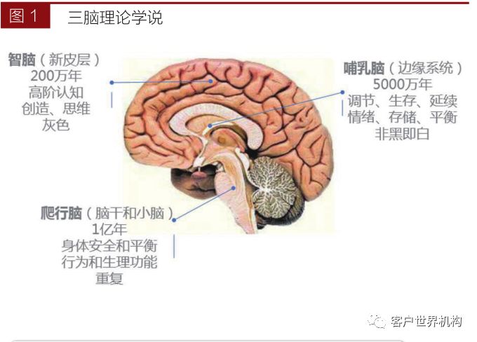 从大脑结构认识情绪与压力