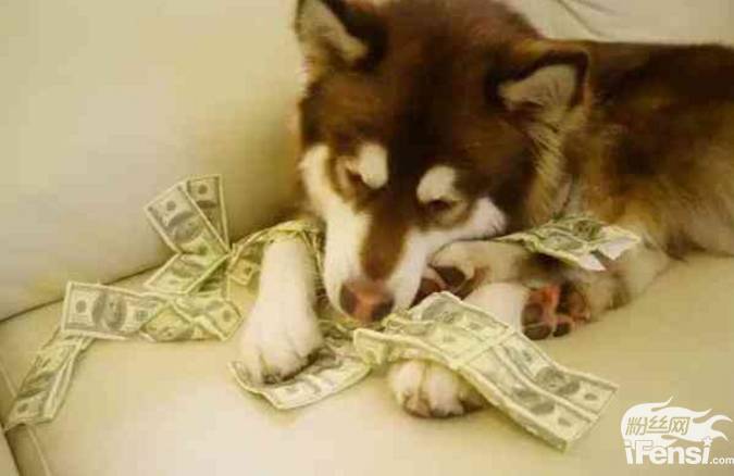 妞妞怀孕上热搜?还记得王思聪的王可可与韩寒家的小马达并列的雪橇三傻网红贵族吗?-怀孕期