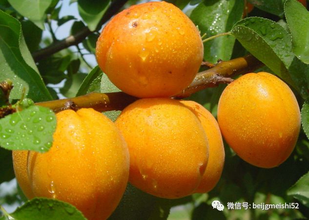 北京这些特产水果,你吃过几个?有些竟有千年历史喔.