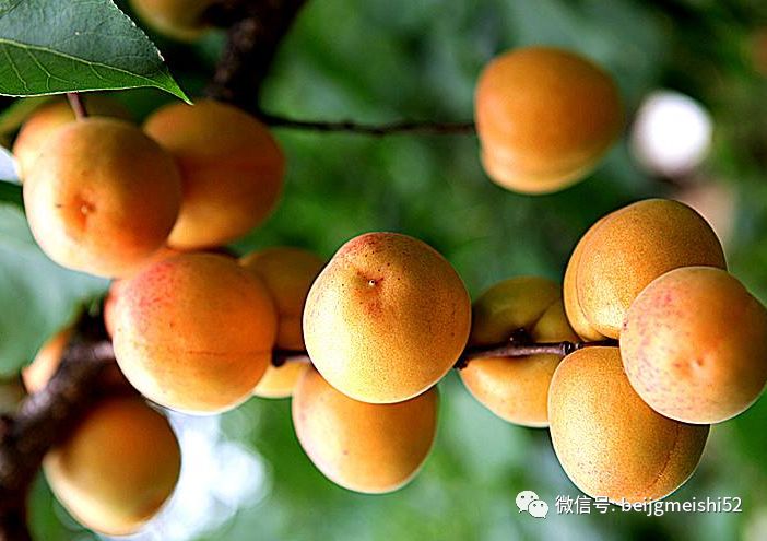 北京这些特产水果,你吃过几个?有些竟有千年历史喔.