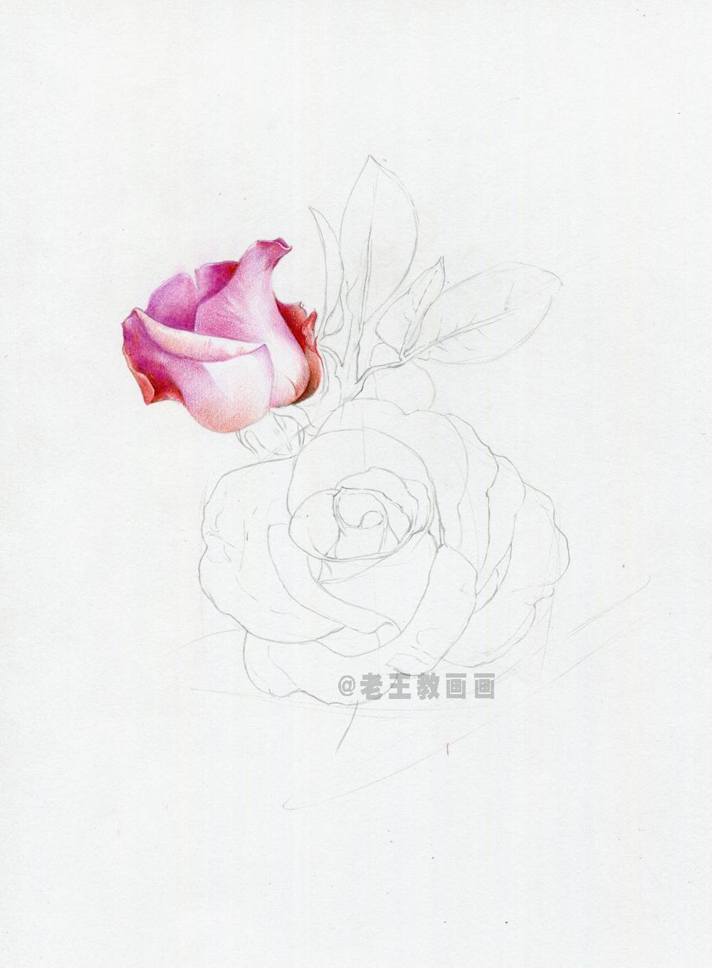 如何才能画好一朵玫瑰花?(彩铅详细教程)