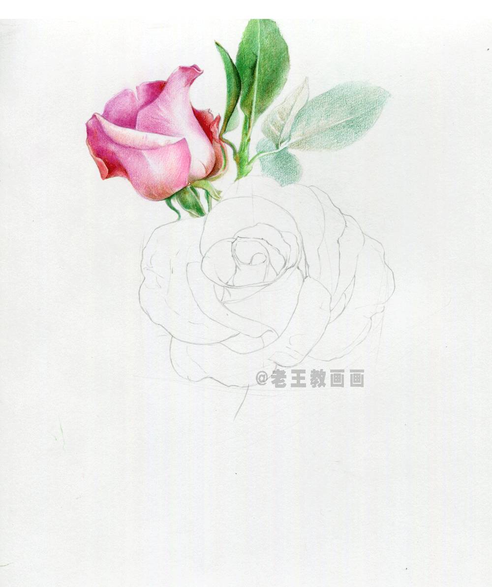 如何才能画好一朵玫瑰花?(彩铅详细教程)