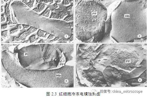 技术原理 目前,冷冻蚀刻装置的型号很多,但主要分为两种类型:一种是