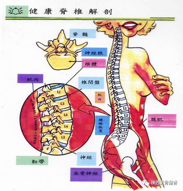而三十一对脊椎神经(颈椎神经八对,胸椎神经十二对,腰椎神经五