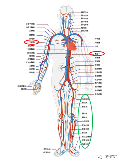 内最粗大的动脉血管,是从心脏发出的向全身各部输送血液的主要导管,被
