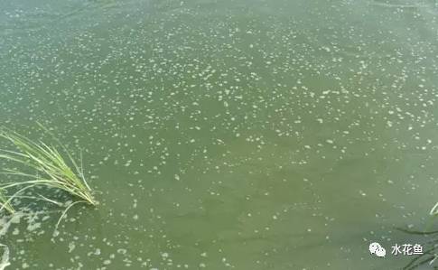 在天气较热时,池塘的下风处常浮有一层绿膜,这说明水体中裸藻门的藻类