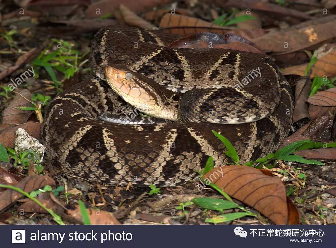 bothrops asper 三色矛头蝮