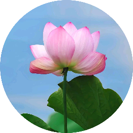 三清茶的植物乐园