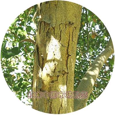 黑酸枝——阔叶黄檀