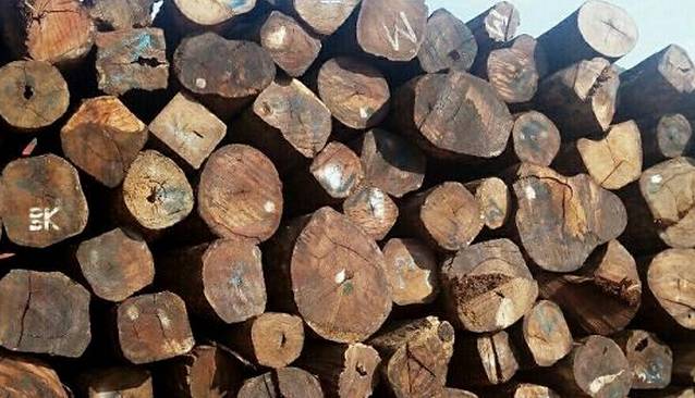 缅花俨然成了木中“熊猫”？