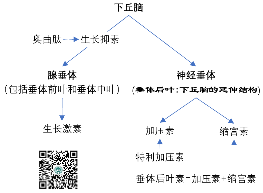 药问药答奥曲肽垂体后叶素生长抑素特利加压素有什么区别