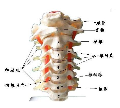 颈椎共有七块颈椎骨组成,除第一颈椎和第二颈椎外,其他颈椎之间都夹有