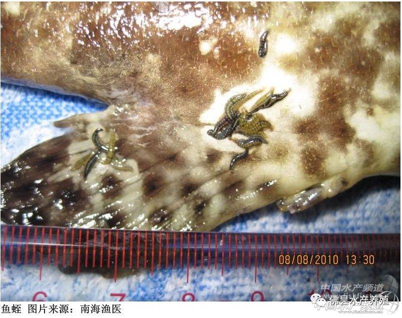 石斑鱼寄生虫病整理