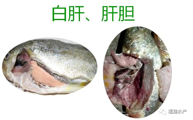 大黄鱼肝胆病变