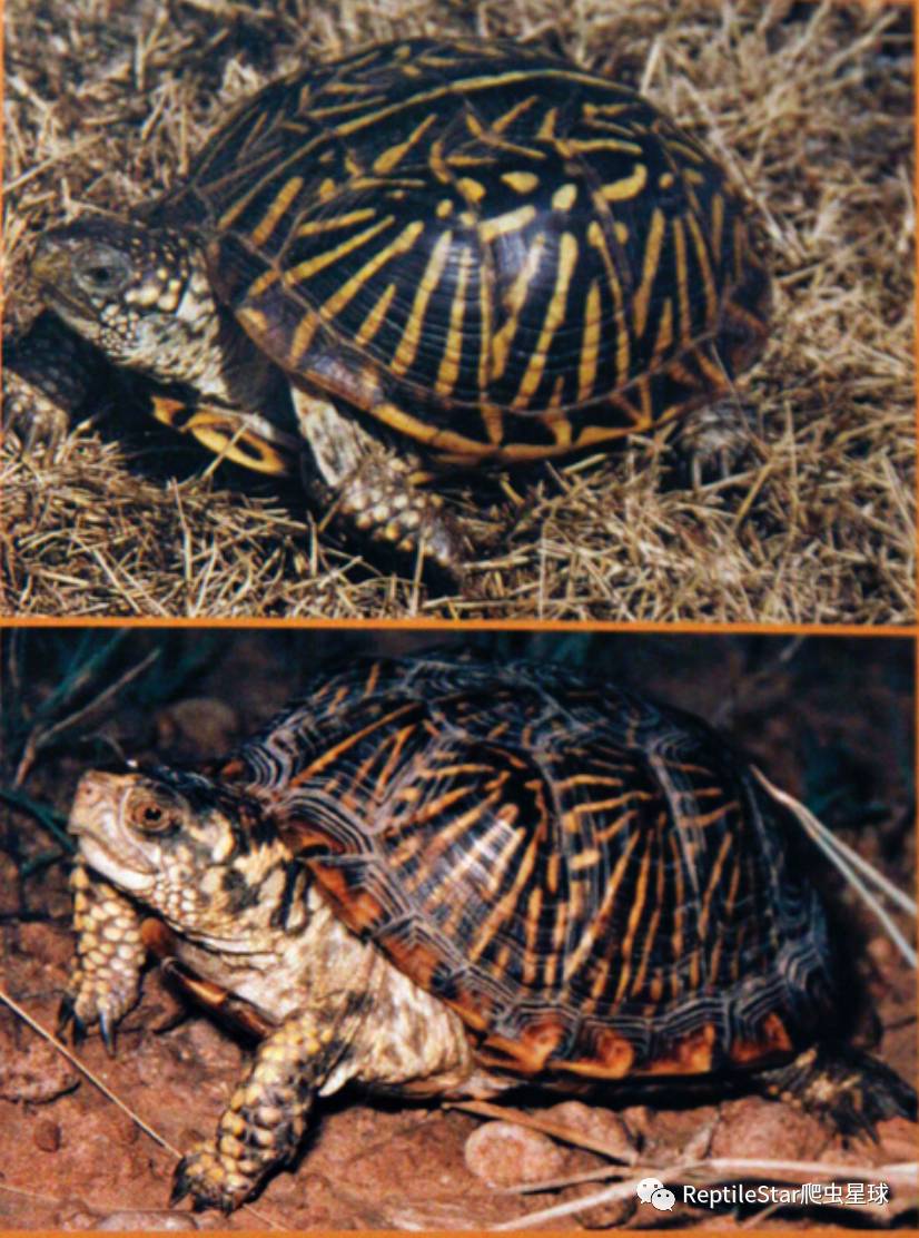 沙漠箱龟和锦箱龟看起来很相似,不过总体看来,它们身上的黄色普遍比