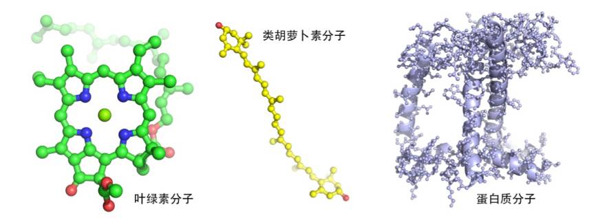 图3,叶绿素,类胡萝卜素和蛋白质分子的三维空间结构