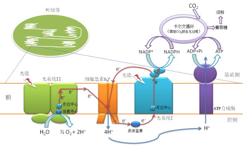 图2,叶绿体及其类囊体膜上的分子机器示意图