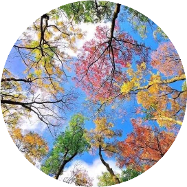 谁为锦年织彩衣