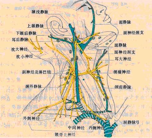 颈部有哪些肌肉血管和神经