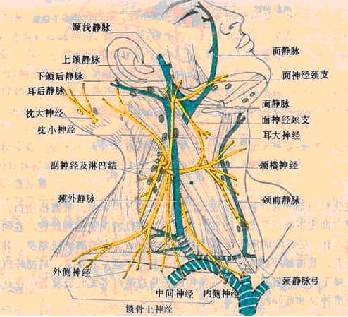 颈部神经 按不同来源可分为三类: ①颈部脊神经前支形成颈丛,主要分布