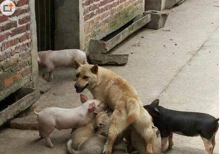 【笑料百出】笑多了会怀孕—这样的妹纸,如果是你的女友赞不赞-怀孕期